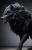 The Black Wolf